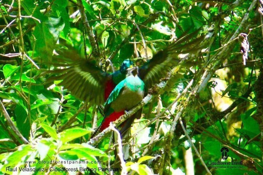 Specialized Birdwatching Tour