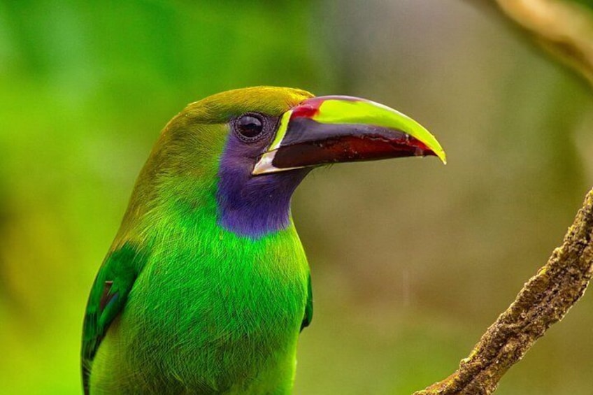 Birding Tour - Toucanet 