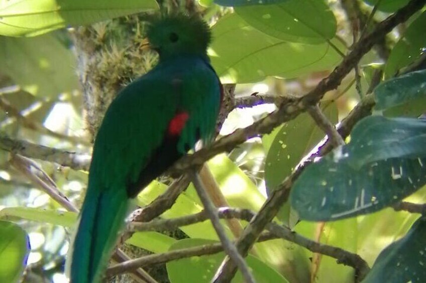 Specialized Birdwatching Tour