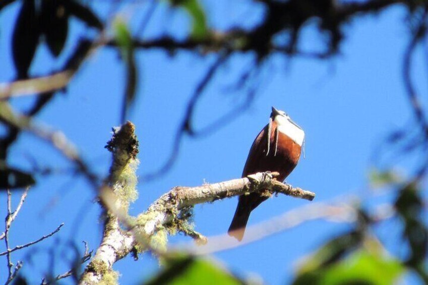 Specialized Birdwatching Tour