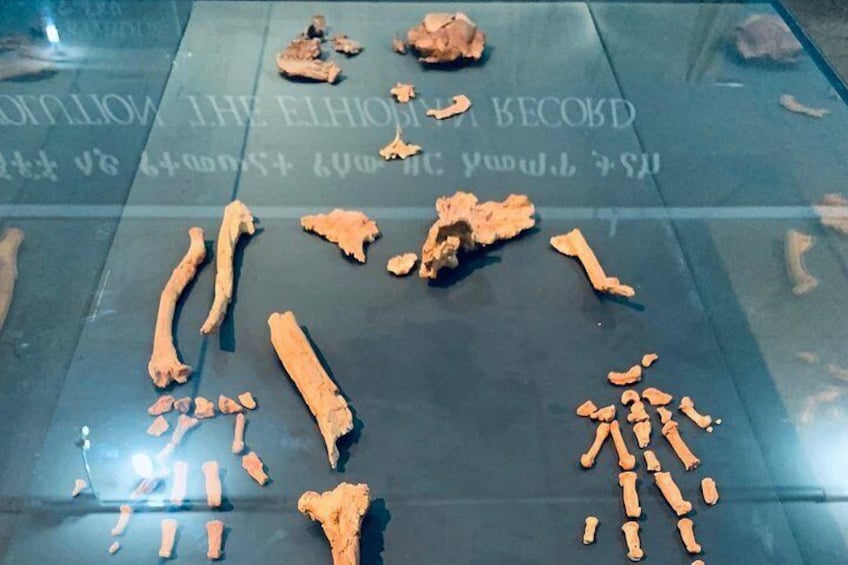 Ardi - the oldest hominid skeleton displayed in the National museum of Ethiopia, older than Lucy, but only interms of age