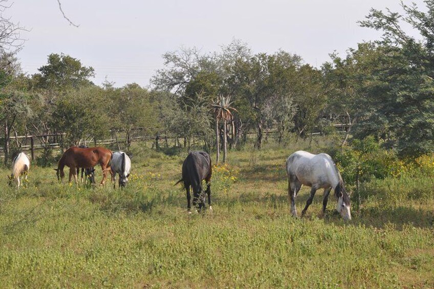 20 Horses & Ponies waiting for your visit !