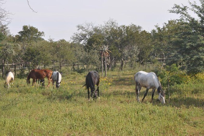 Show item 3 of 10. 20 Horses & Ponies waiting for your visit !