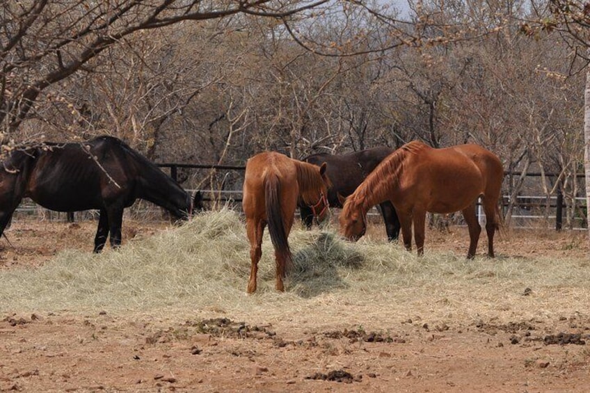 Guided Pony Riding in the Tranquil Surroundings of the Notwane Dam