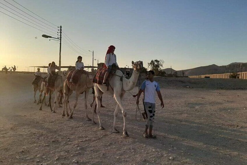 Camel Riding Tours Luxor