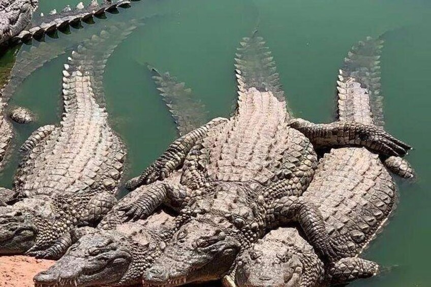 Crocoparc agadir and transport