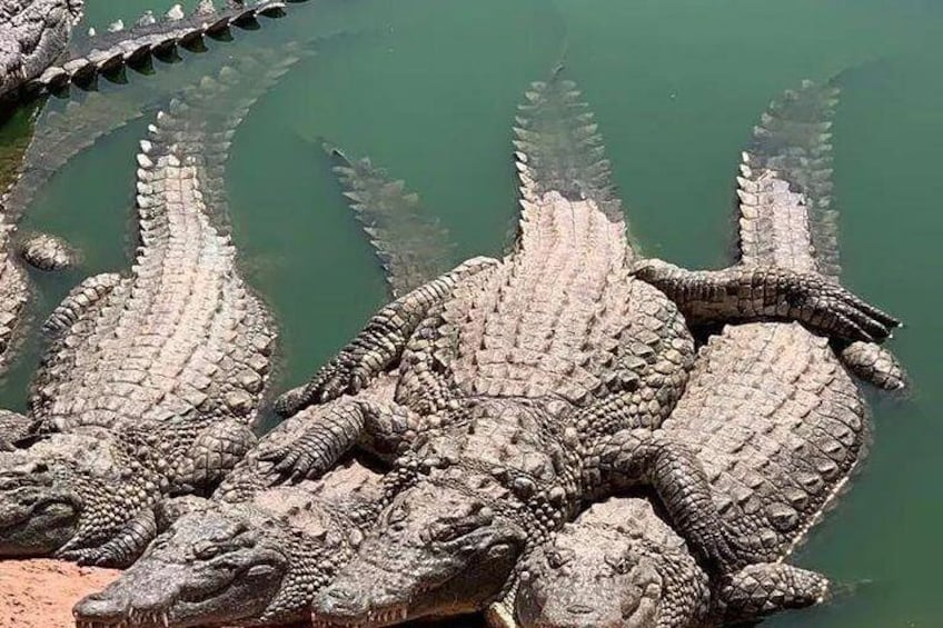 Crocoparc agadir and transport