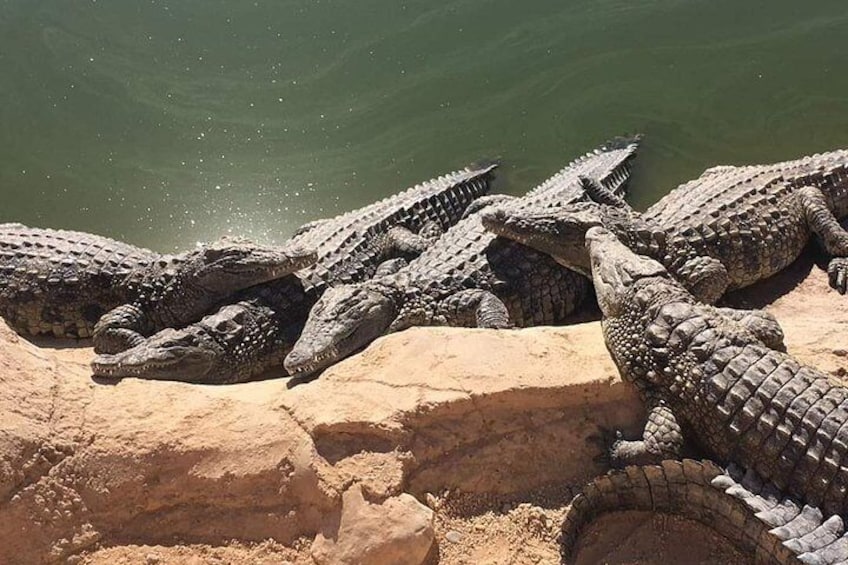 Crocoparc agadir and transport