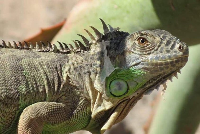 Crocoparc agadir and transport