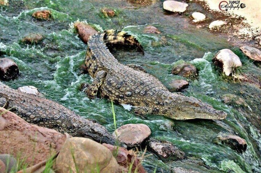 Crocoparc agadir and transport