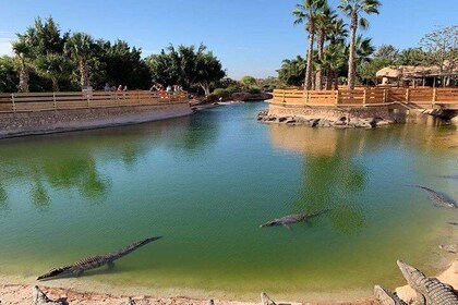 Agadir Croco Park Transfer & Admission ticket