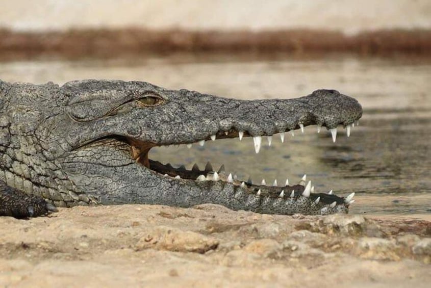 Crocoparc agadir and transport