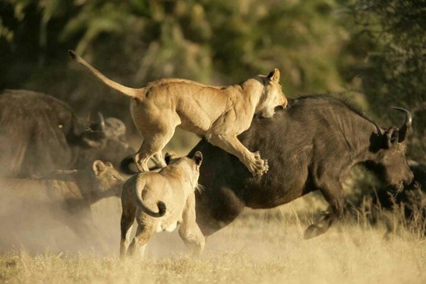 1 Day Safari - Tarangire National Park.