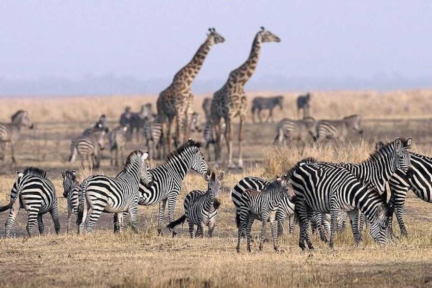 1 Day Safari - Tarangire National Park.