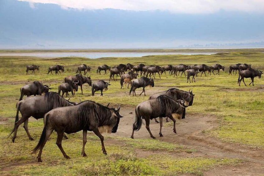 1 Day Safari - Tarangire National Park.