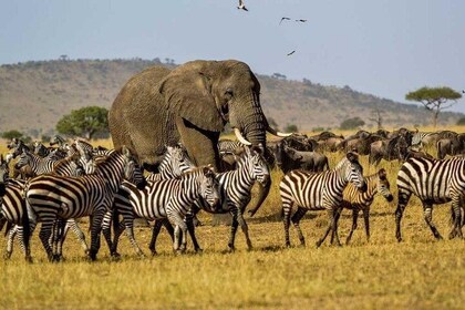 1 Day Safari - Tarangire National Park.