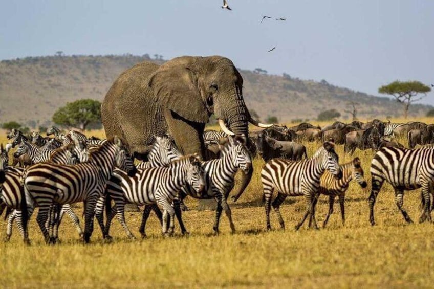 1 Day Safari - Tarangire National Park.