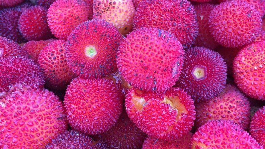 The Medronho Experience!