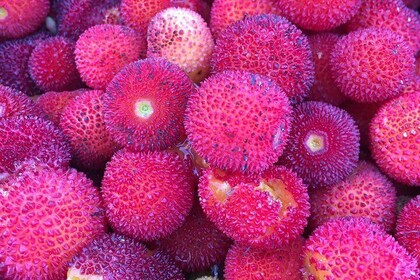 La Experiencia Medronho!