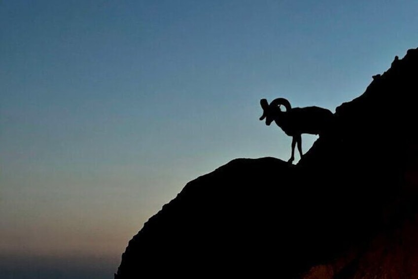 Bighorn Sheep at Sunset in the Badlands