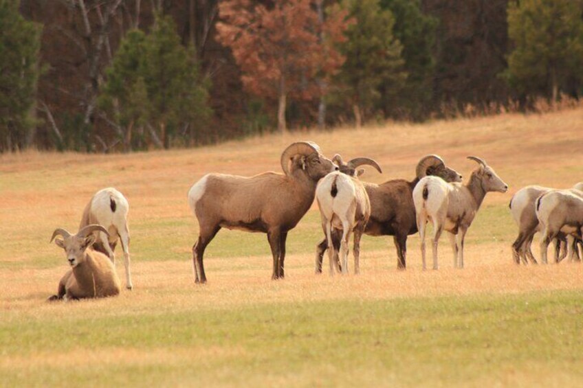 Bighorn Sheep of Custer State Park