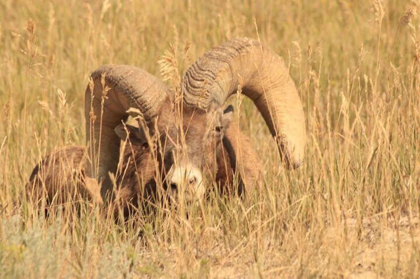 Bighorn Sheep resting in the Grasslands