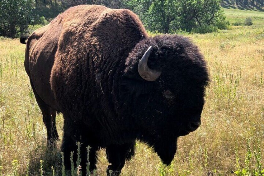 Big Bad Bison