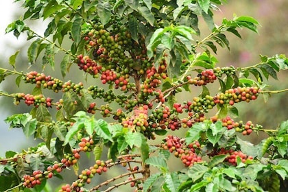 Coffee Tour in Kenya`s oldest coffee farm