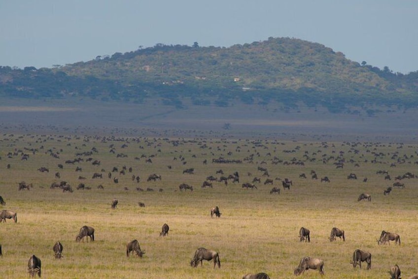 The group of wildebeests migration in central Serengeti