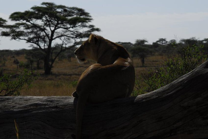 Lioness at seronera area in central serengeti