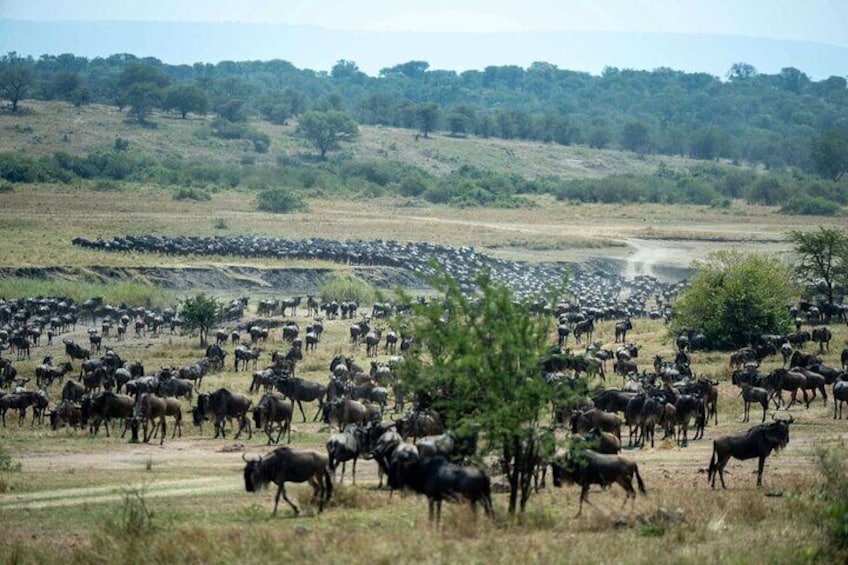 7 Days Migration Crossing in Mara River Northern Serengeti