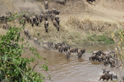 6 Days Migration Crossing in Mara River Northern Serengeti