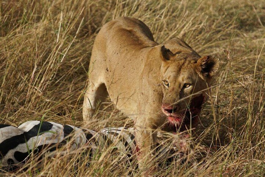 The liones has just finish strangled the plain Zebra at Serengeti