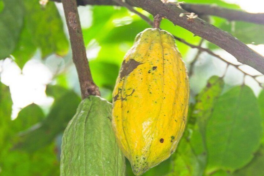 Escape Accra City to Aburi Gardens and Tetteh Quarshie Cocoa Farms