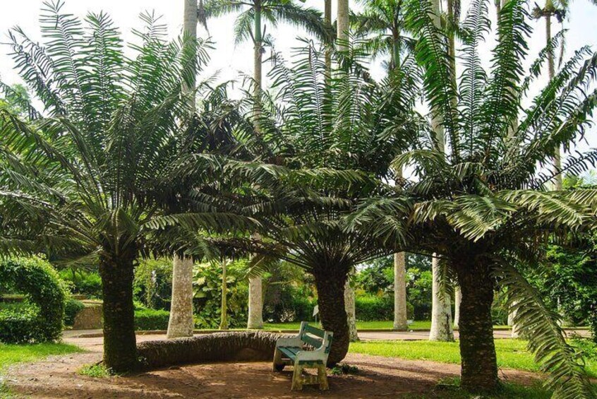 Escape Accra City to Aburi Gardens and Tetteh Quarshie Cocoa Farms