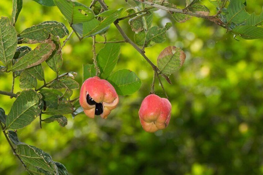Escape Accra City to Aburi Gardens and Tetteh Quarshie Cocoa Farms