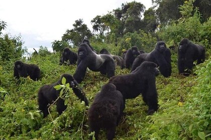 Gorilla trekking &wildlife adventure in Rwanda