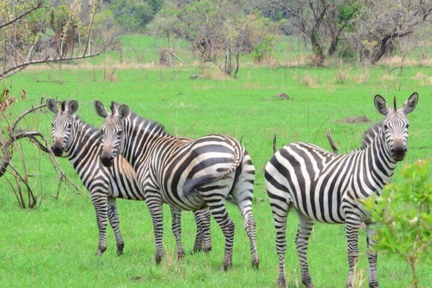 Gorilla trekking &wildlife adventure in Rwanda