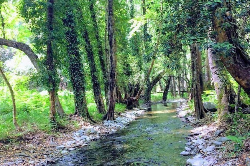 Explore Paphos forest with e-mountain bikes