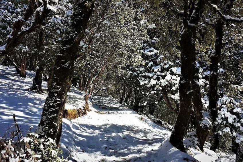 Trail covered in fresh snow during the onset of Winters