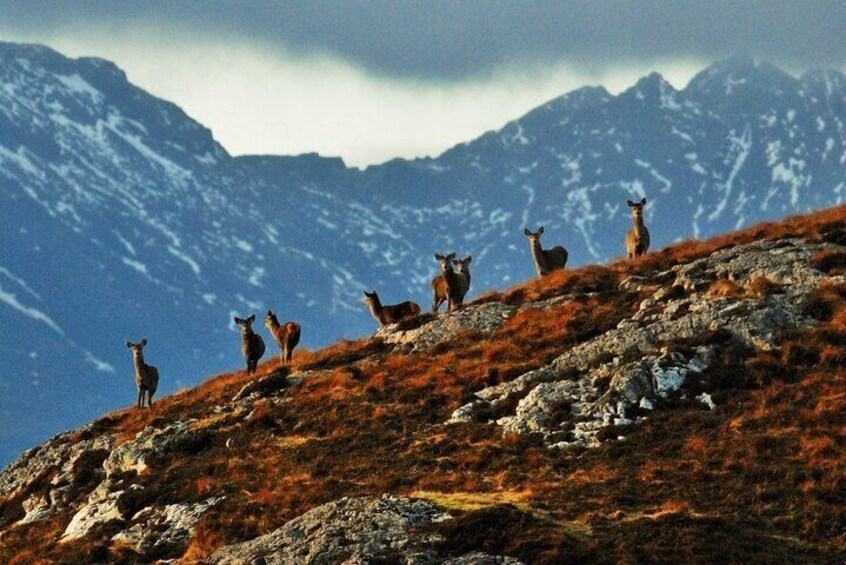 Wildlife in magical landscapes