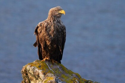 Wildlife Tours and Photographic Tuition on Isle of Skye and Scotland