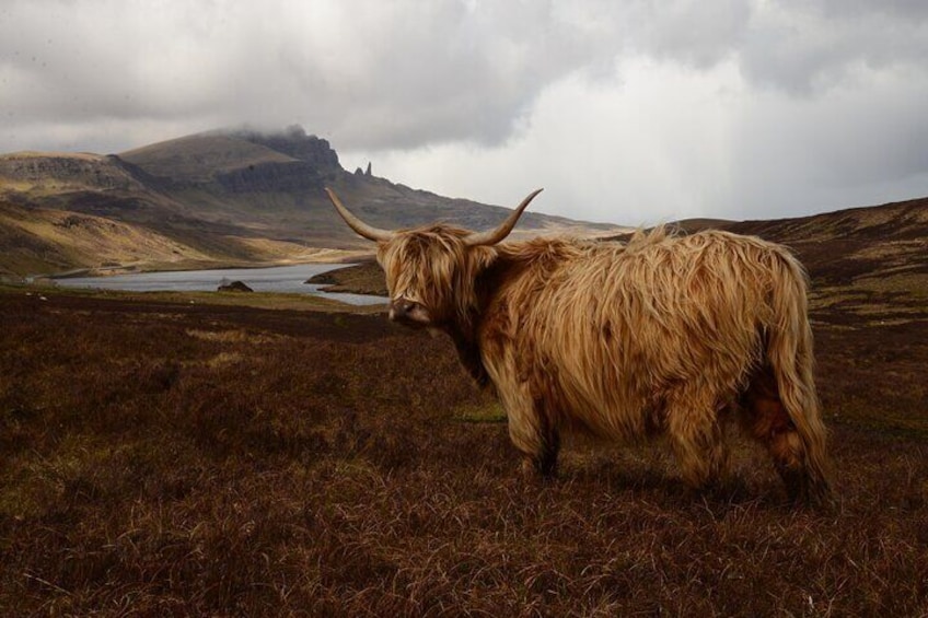 Highland Cow tours