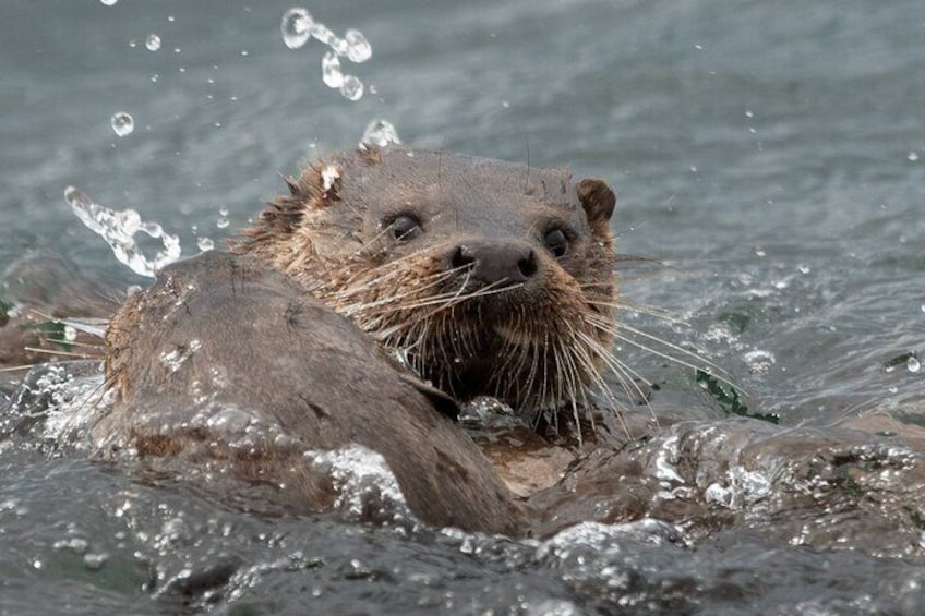 Otter Photography 