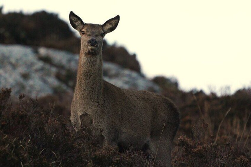 Red Deer Photo Stalking -All Year round