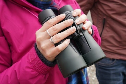 Wildlife Watching Safari by Vehicle & Walks / Photography workshops with a ...