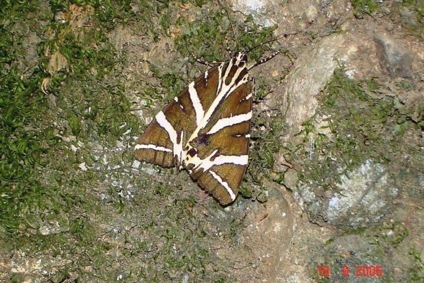 Valley of the Butterflies