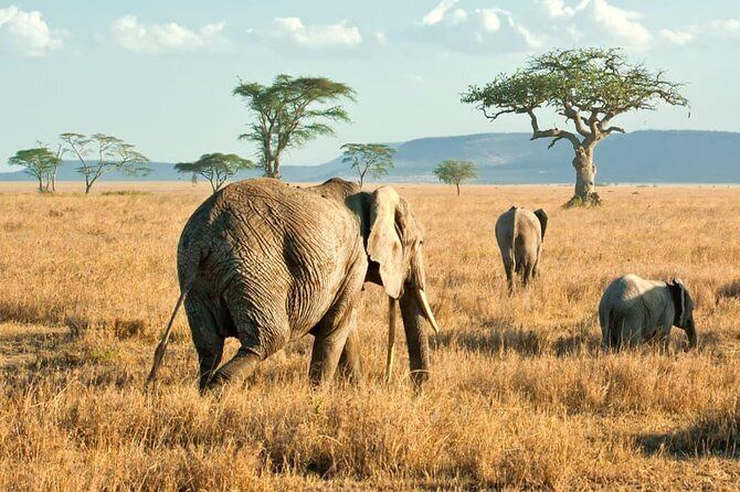 10 TOP Things to Do in Serengeti National Park (2020 Attraction