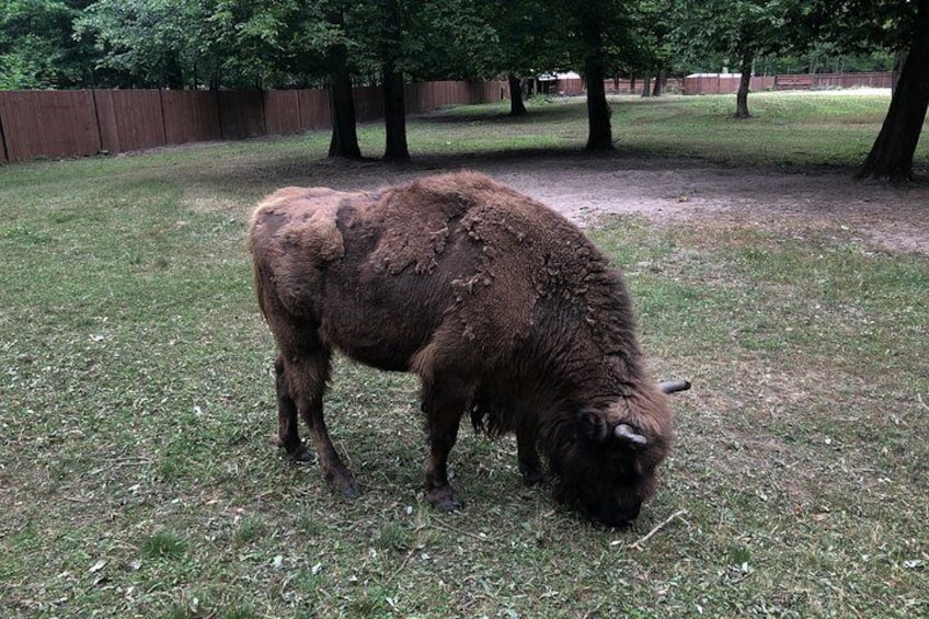 National Park Bison
