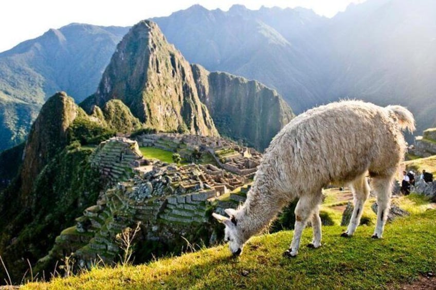 Machu Picchu By Train (Day Trip)